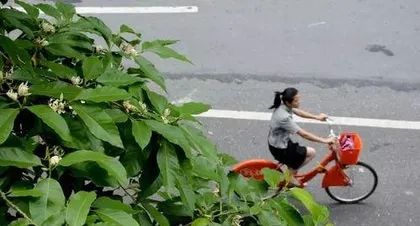 What is the flower of Foshan City? The beauty of Foshan where Bauhinia blooms