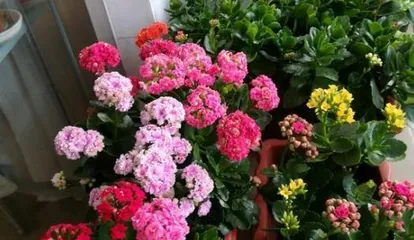 How to make your Kalanchoe bloom, a comprehensive care guide 3
