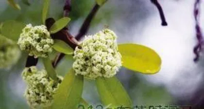 Which flowers and trees are toxic, toxic flowers and trees identification guide