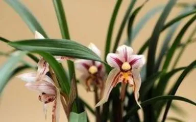 How to cultivate and care for Dendrobium orchids: A comprehensive analysis from soil to maintenance and precautions.