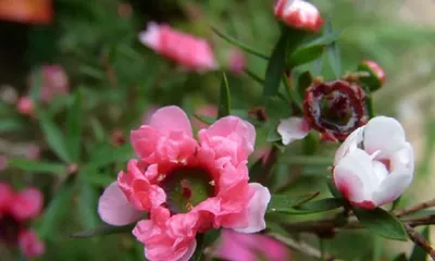When is the blooming period of red plum blossoms? (How to appreciate the beauty of red plum blossoms?)