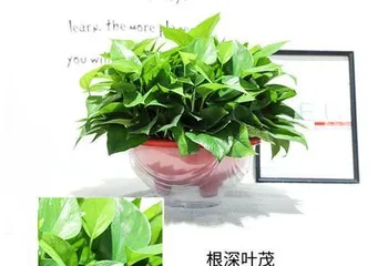 Unveiling the Homeland of Devil's Ivy: From Origin to Varieties (A Review of the Diverse Cultivation Environments and Growth Characteristics of Devil's Ivy)
