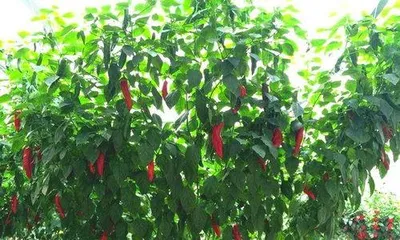 How often to water a chili tree, chili tree watering frequency and growth management