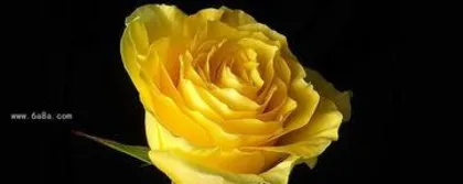 What is the meaning of the flower language of yellow roses, the messenger of friendship, gratitude, and good wishes