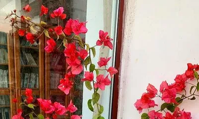 How many times does the bougainvillea bloom in a year? Unveiling the secret of its blooming frequency.