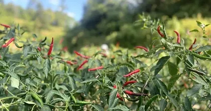 The harvesting and market availability time of red chili peppers (unveiling the growth cycle and market availability patterns of red chili peppers)