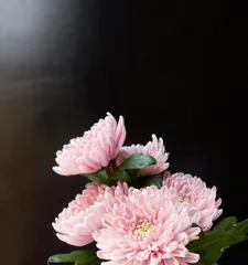 Chrysanthemums can survive without roots?! Analyzing the key factors (Research finds that chrysanthemums can live without roots, the reason is...）
