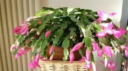 How to make Christmas cactus bloom, the perfect combination of light, temperature, moisture, and soil