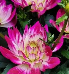Is the fragrance of chrysanthemums toxic? - Unveiling the mystery (Understanding the components of chrysanthemum fragrance and its safety)