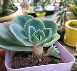 How to Care for Echeveria 'Lola': A Comprehensive Guide for Beginners to Experts
