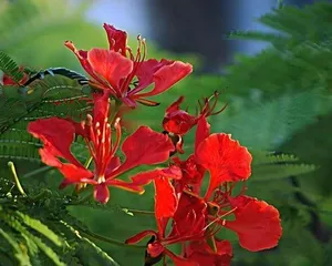 Blooming Resilient Flowers – Strength and Courage in the Language of Flowers (Exploring the Beauty of Resilience in the Language of Flowers, Witnessing the Light of Courage in the Sea of Flowers)