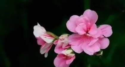 A Comprehensive List of Common Flower Names and Their Meanings, An Overview of Common Flower Names and Their Meanings