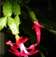 How to prune Christmas cactus, full analysis of spring pruning techniques