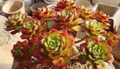 How Tiya succulents turn red, a perfect balance of light, temperature difference, soil, and water