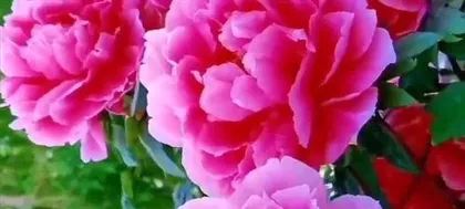 What is China's national flower, peony's prosperity and peerless charm