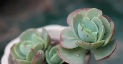How often to water succulents, master the optimal amount of water, help succulents grow vigorously