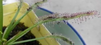 What to do about small insects on flowers, effective prevention methods for small insects on flowers