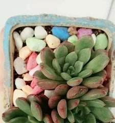 What to do if succulents turn red, analysis of the reasons for color loss in succulents and recovery techniques