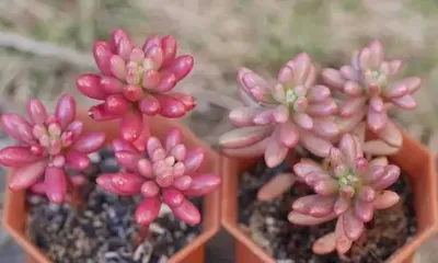 How to Care for Echeveria 'Crimson Cascade': A Comprehensive Guide for Beginners to Experts