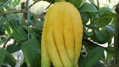 Cultivating the Buddha's Hand, great auspiciousness in home Feng Shui (praying for peace, gathering good fortune, enhancing quality of life)