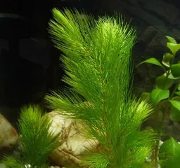 A Complete Collection of Common Aquatic Plants (Getting to Know the Green Fresh Bodies in Daily Life)