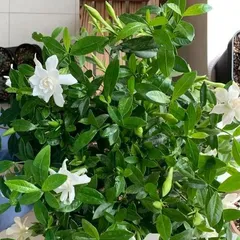Why can't you keep gardenias at home? (Taboos of keeping houseplants, don't ignore!)