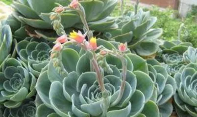 How to Care for Stonecrop: A Comprehensive Guide for Beginners to Experts