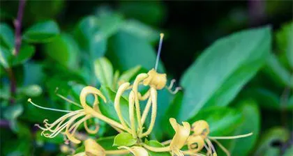 Jasmine Planting Guide (Can be grown in the yard too, no worries about beautiful harvests)