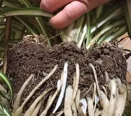 Cymbidium root pruning and potting techniques (how to properly prune roots and repot to keep Cymbidium healthy)