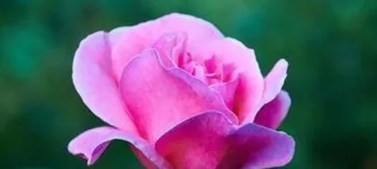 In what season do roses bloom, the season of rose blooming and its variety characteristics