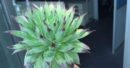 How to grow succulent Kalanchoe blossfeldiana, from beginner to expert, easily burst into pots