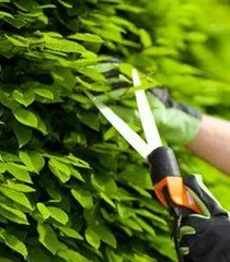 How to take care of flowers so they don't wither easily, say goodbye to wilting, and let flowers bloom longer