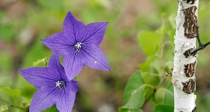 What is the meaning of the flower language of the桔梗, the intertwining of eternal and hopeless love