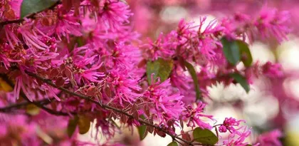 A Comprehensive Guide to Evergreen Court Trees (Exploring Courtyard Beauty, Letting Evergreen Trees Adorn Life)