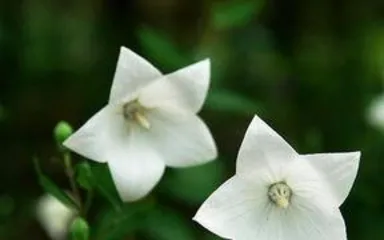 What is the meaning of the桔梗 flower, an passionate interpretation of eternal love and hopeless affection