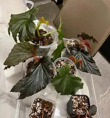 Cultivation Methods and Precautions for Couple's Pagoda Trees (Creating a New Landscape of Flowers, Couple's Pagoda Trees Leading Garden Fashion)