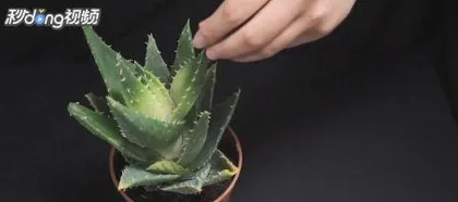 How to propagate aloe vera, master the skills, easily cultivate beautiful aloe vera