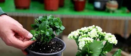 How to grow a longevity flower, creating a "longevity treasure" at home.
