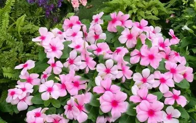 What flowers bloom in summer, the lush floral scene of summer