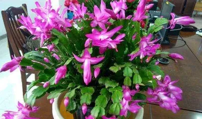 How to make a cactus bloom, grasp the key points to make the flowers flourish like clouds