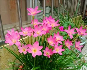 How many times does the calla lily bloom? (Understanding the blooming cycle and care of calla lilies)