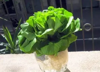Which vegetables can be grown hydroponically, easy to grow, healthy harvest