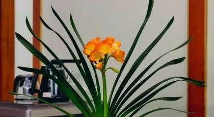 The correct way to handle Clivia Miniata bending, easy to deal with, let the flowers bloom as usual