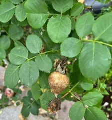 Is the Royals rose a climber or a shrub? (Exploring the growth habits and morphological characteristics of the Royals rose)