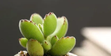 Can bear grass be grown hydroponically? (Exploring the pros and cons of hydroponic bear grass cultivation)