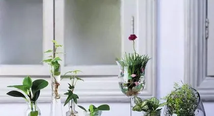 How to Grow Hydroponic Plants: A Comprehensive Guide from Water Quality to Lighting