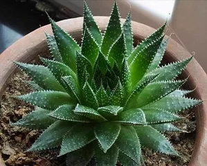 Aloe Vera Home Feng Shui Arrangement (How to Enhance Home Feng Shui by Placing Aloe Vera?)