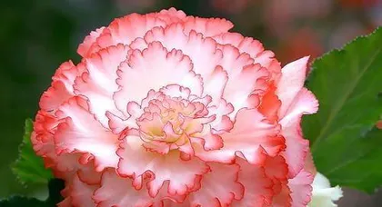 What fertilizer to use for bulbous begonias, the secret weapon to create a beautiful flower sea