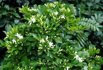 What is the plant called Clove Pink, a fragrant evergreen shrub, a green favorite in home gardening?