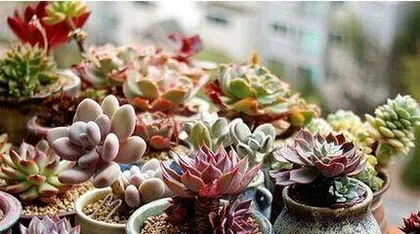How to fertilize succulents, scientific fertilization helps meaty plants grow vigorously